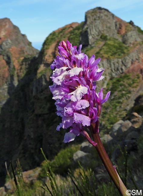 Orchis scopulorum