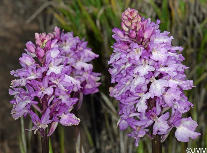 Orchis scopulorum