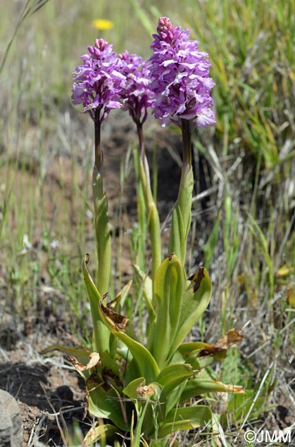 Orchis scopulorum