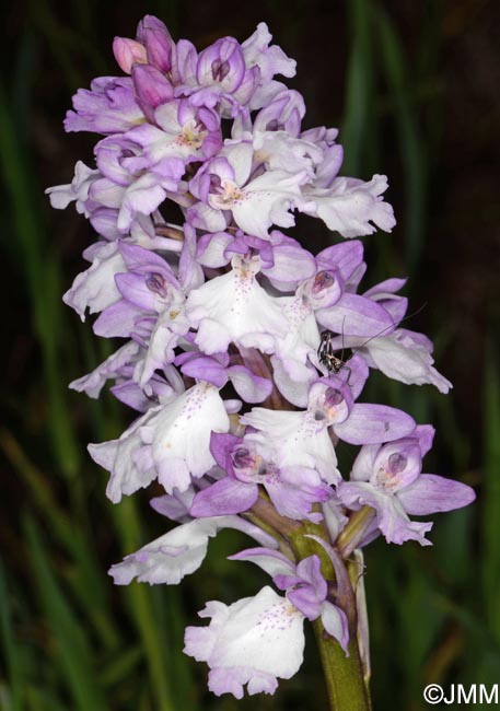 Orchis scopulorum