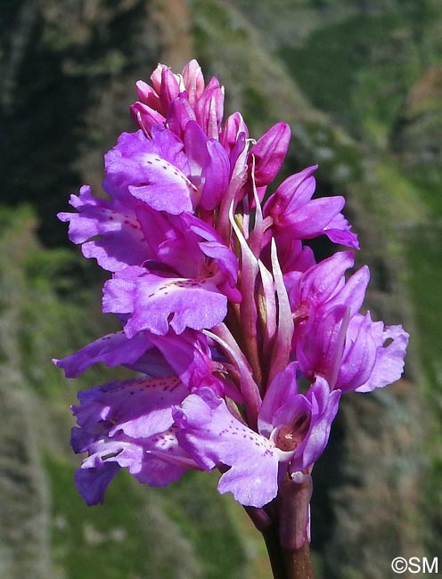 Orchis scopulorum