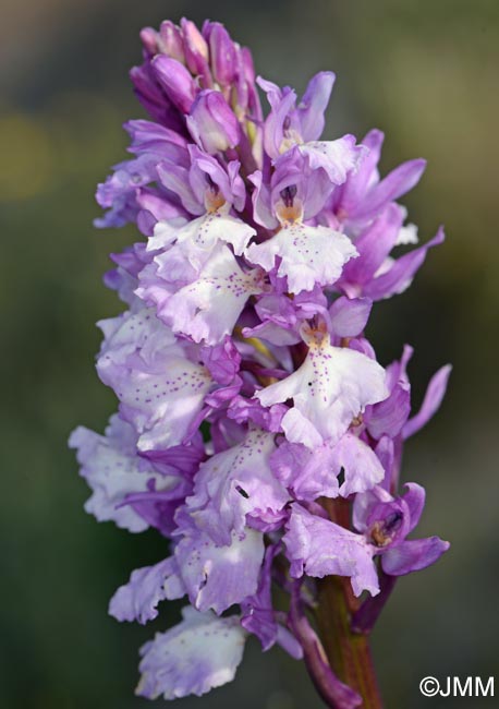 Orchis scopulorum