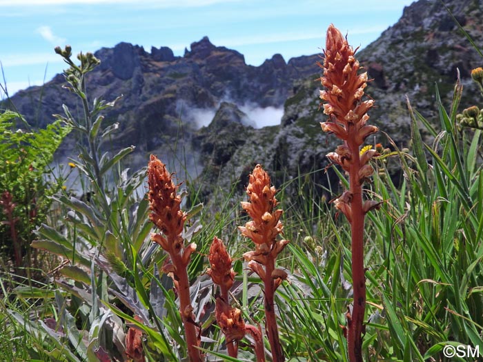 Orobanche minor