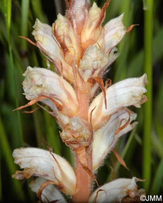 Orobanche minor