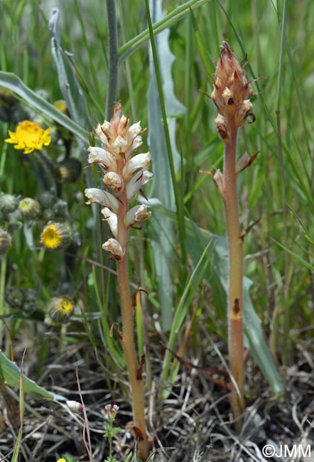 Orobanche minor