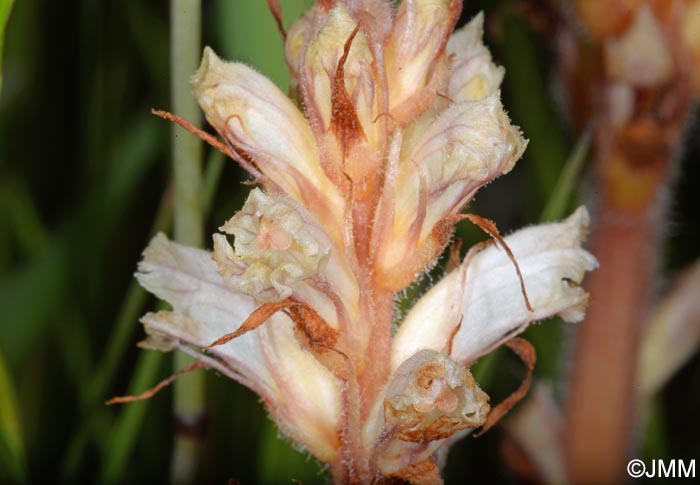 Orobanche minor