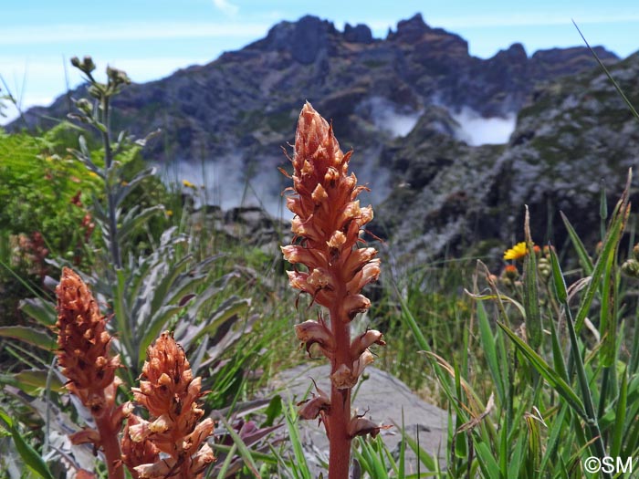 Orobanche minor