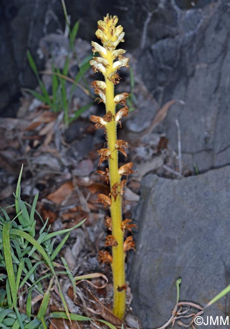 Orobanche minor