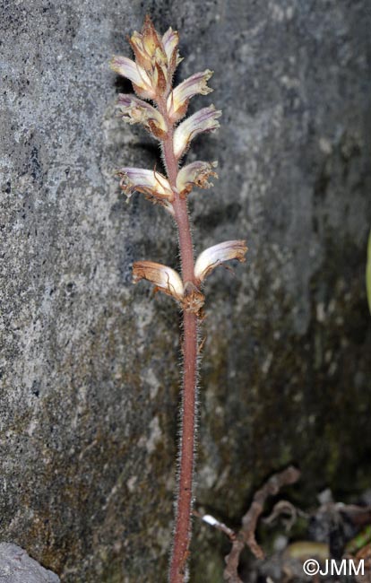 Orobanche minor