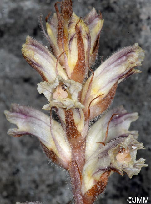 Orobanche minor