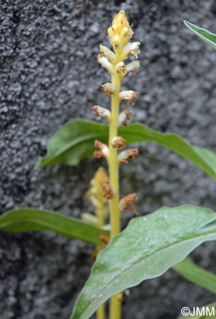 Orobanche minor