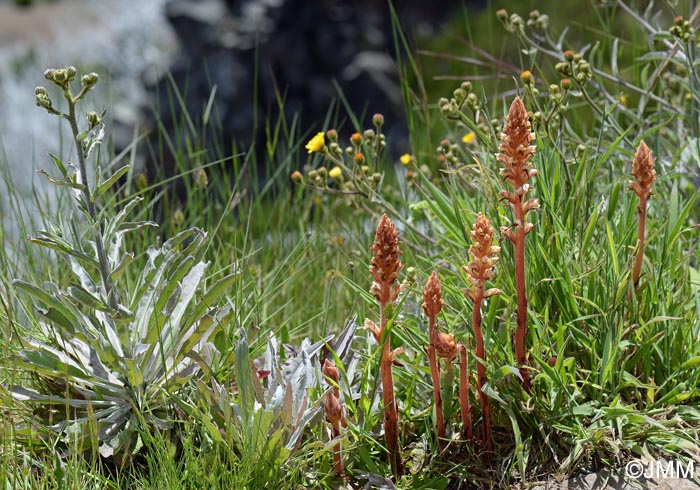 Orobanche minor sur Andryala glandulosa subsp. varia