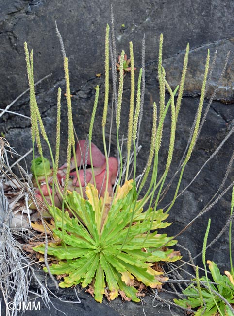 Plantago coronopus