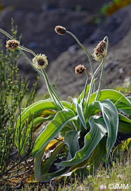 Plantago malato-belizii