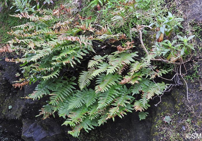 Polypodium macaronesicum