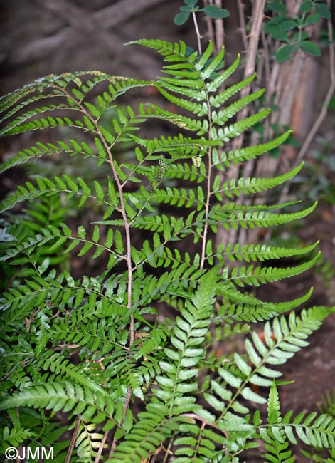 Polystichum drepanum