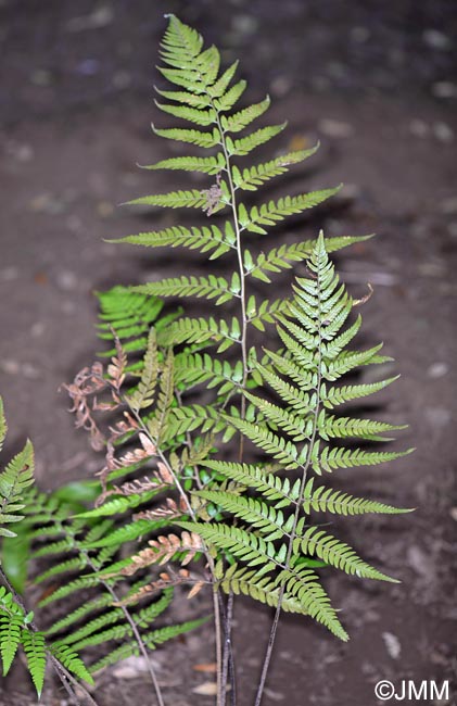 Polystichum drepanum