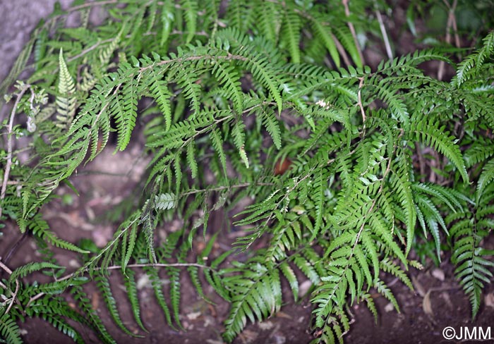 Polystichum drepanum