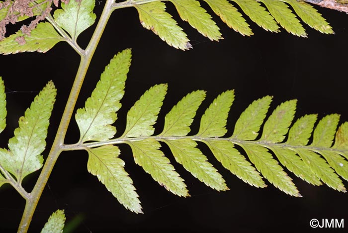 Polystichum drepanum