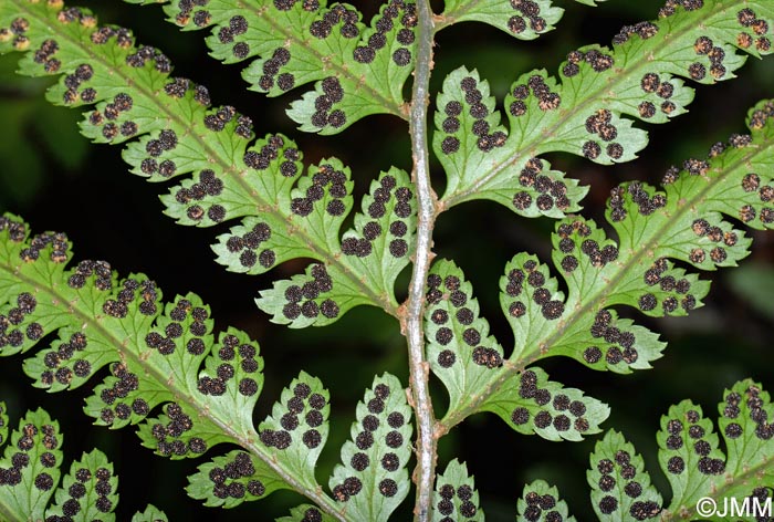 Polystichum drepanum