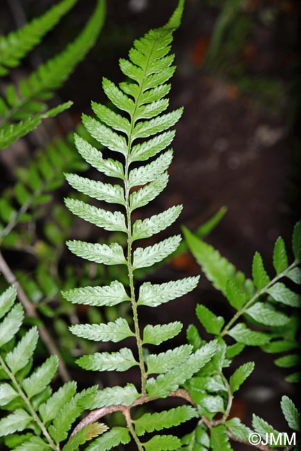 Polystichum drepanum