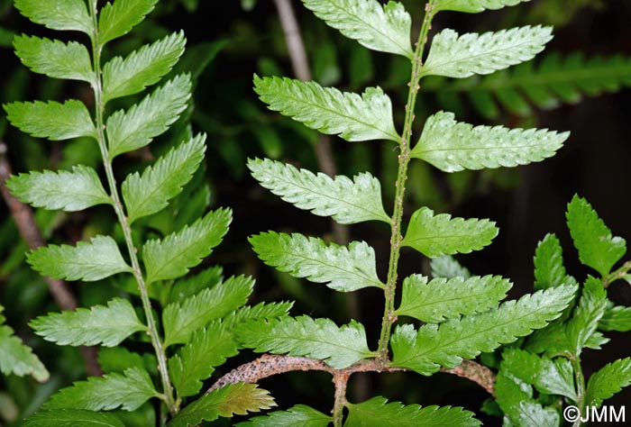 Polystichum drepanum