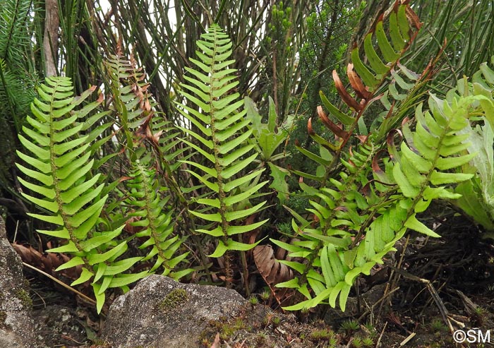 Polystichum falcinellum