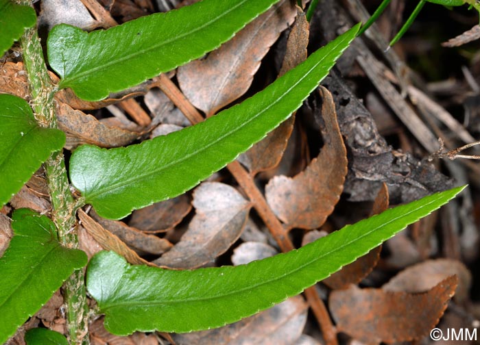 Polystichum falcinellum