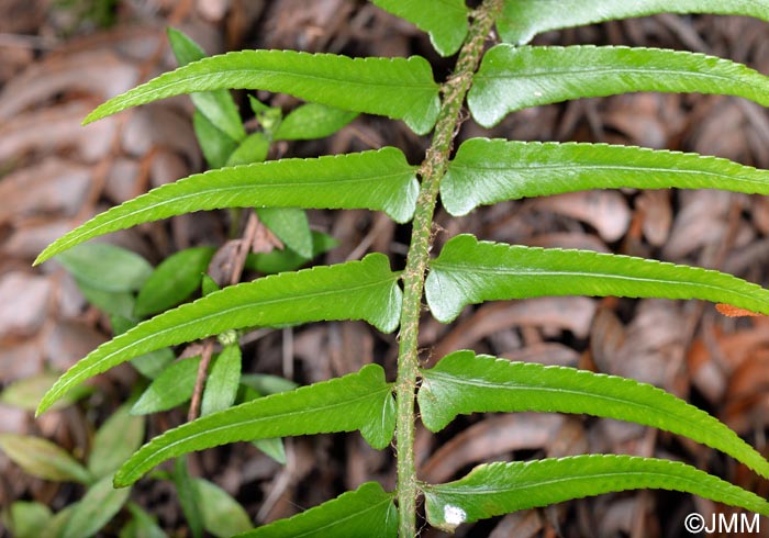 Polystichum falcinellum