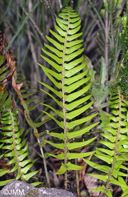 Polystichum falcinellum