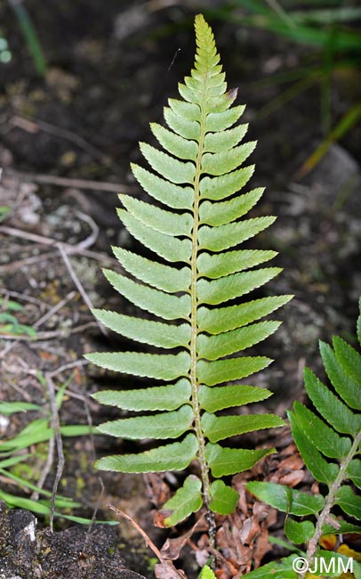 Polystichum falcinellum