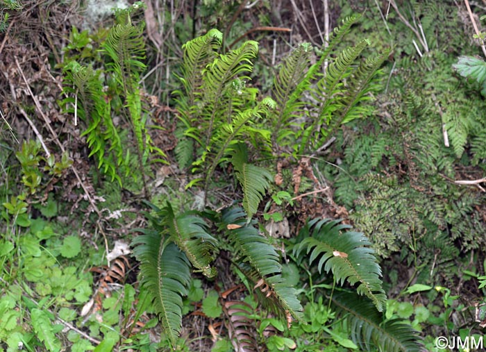 Polystichum falcinellum