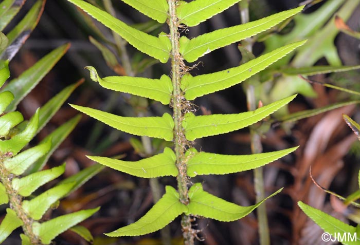 Polystichum falcinellum