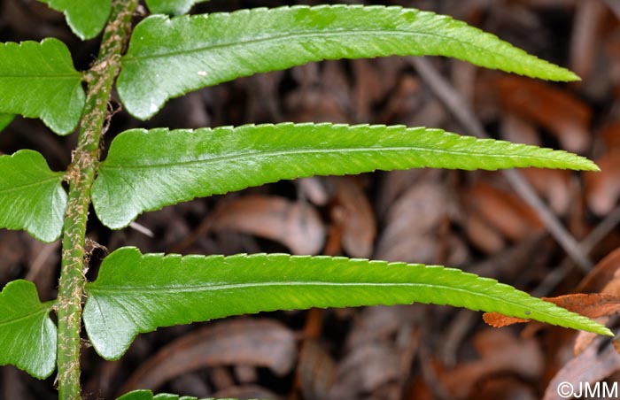 Polystichum falcinellum