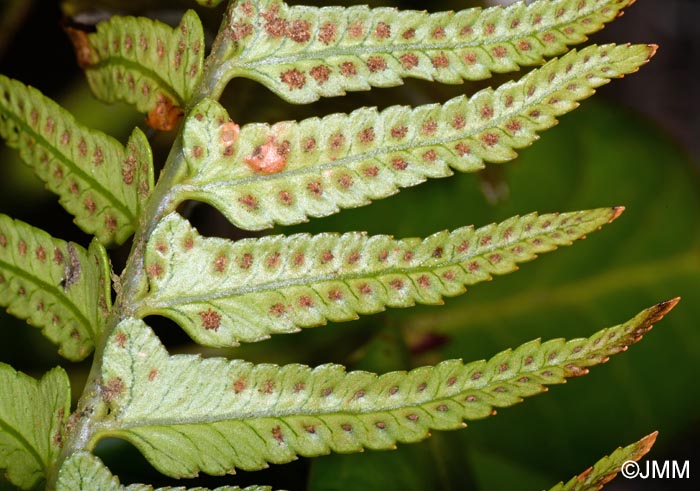 Polystichum falcinellum