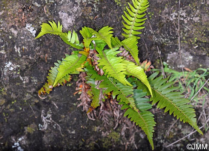 Polystichum falcinellum