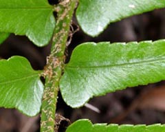 Polystichum falcinellum