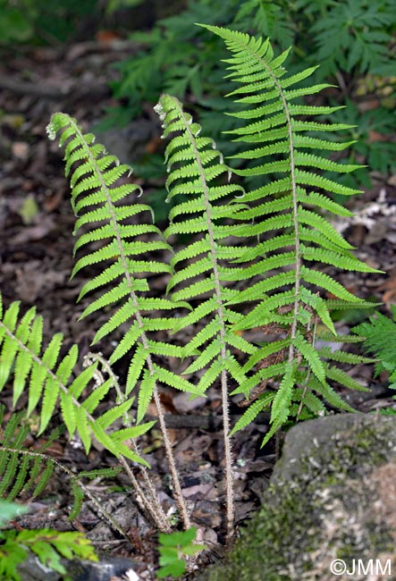 Polystichum setiferum