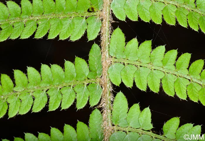 Polystichum setiferum