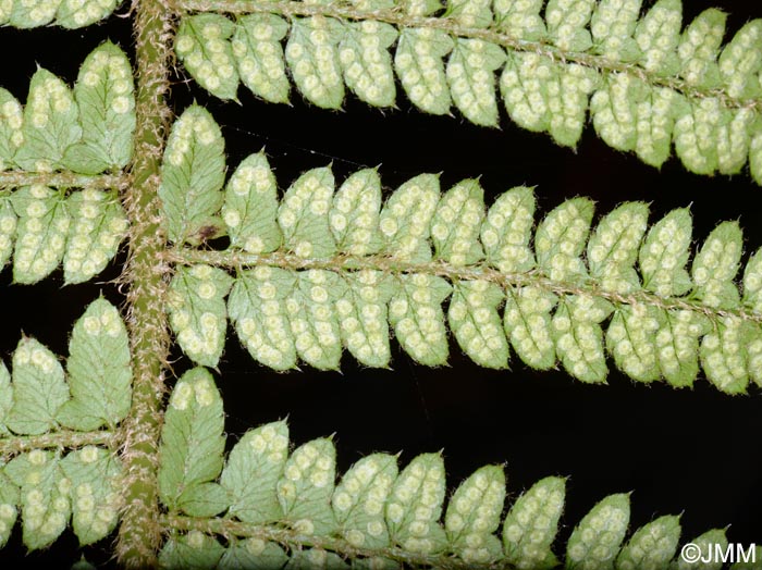 Polystichum setiferum