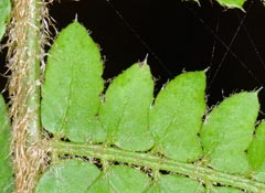 Polystichum setiferum