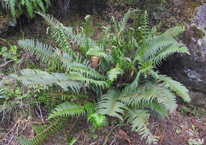 Polystichum x maderense