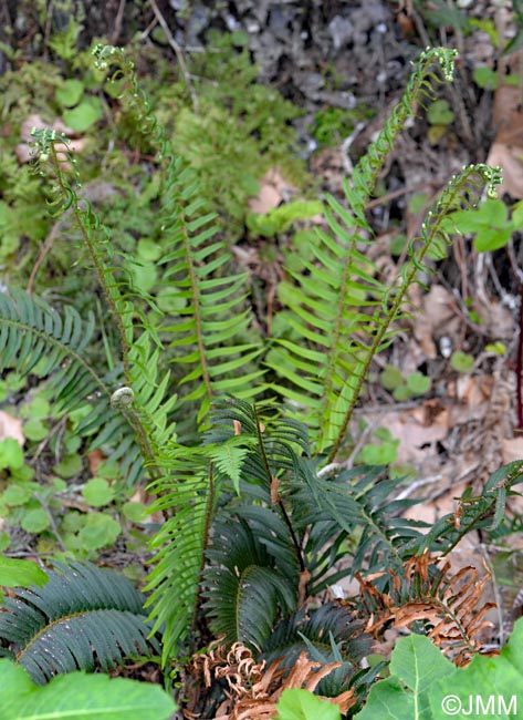 Polystichum x maderense