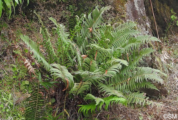 Polystichum x maderense