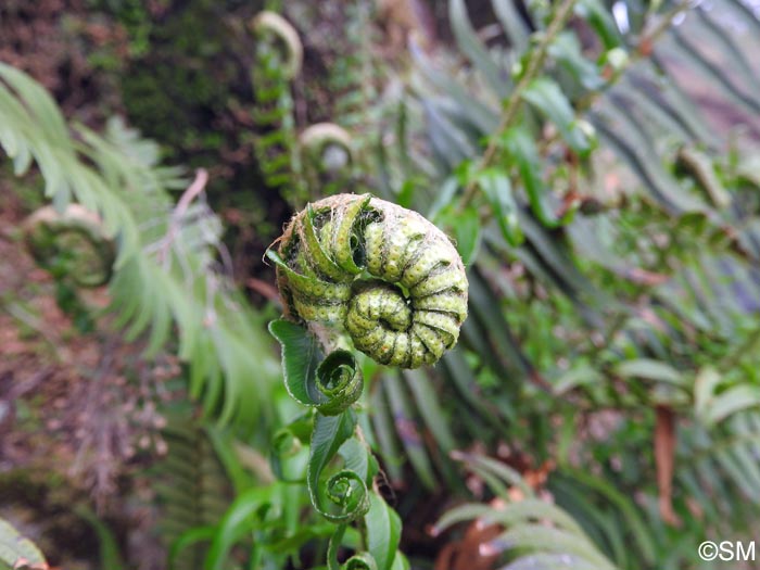 Polystichum x maderense