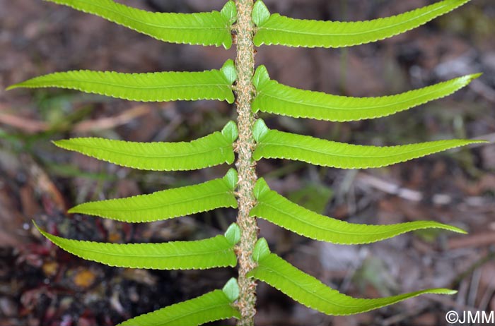 Polystichum x maderense