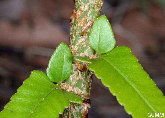 Polystichum x maderense