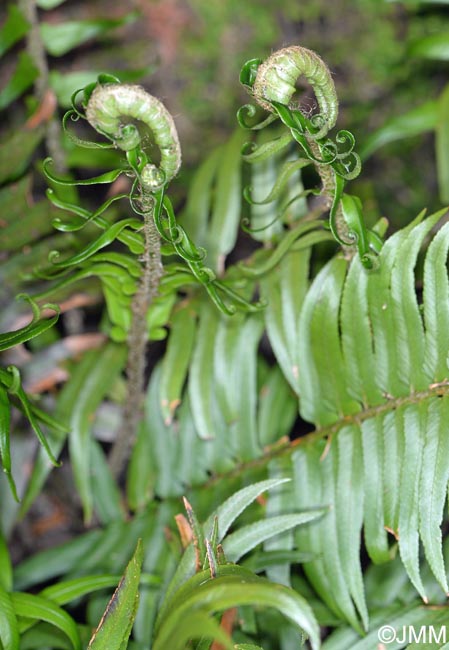 Polystichum x maderense