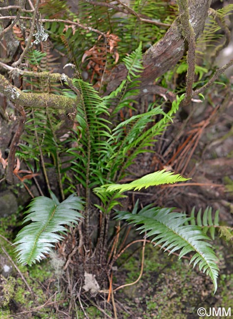 Polystichum x maderense