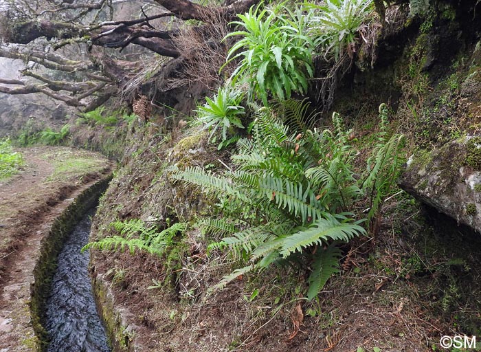 Polystichum x maderense